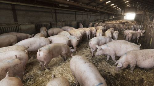 De uitkoopregeling als buitenkans