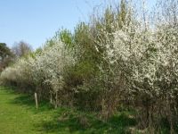 Herstel biodiversiteit land van Heusden en Altena